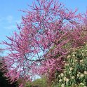 Cercis siliquastrum P6